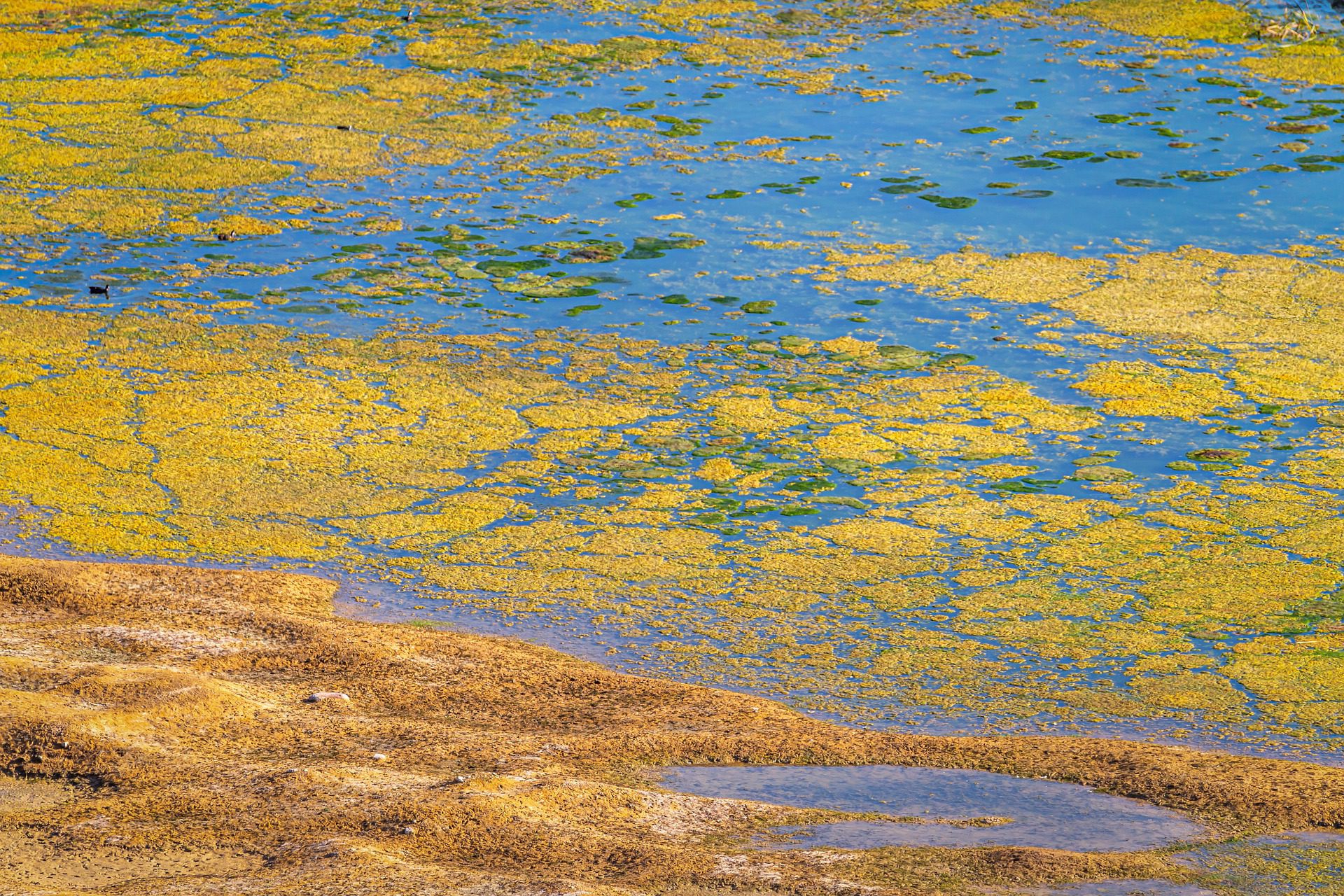 Желто коричневая вода. Золотистые водоросли. Цветение воды. Водоросли в водоемах Санкт-Петербурга. Водоросли в пруду.